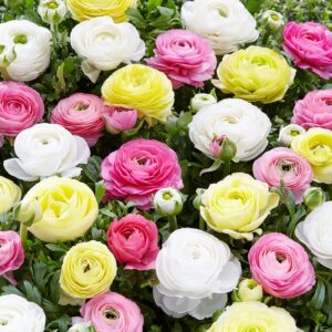 25 pastel mixed ranunculus bulbs for planting – buttercup color mix value bag – plant in gardens, borders & flowerbeds – easy to grow fall flowers bulbs by willard & may