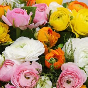 25 Pastel Mixed Ranunculus Bulbs for Planting - Buttercup Color Mix Value Bag - Plant in Gardens, Borders & Flowerbeds - Easy to Grow Fall Flowers Bulbs by Willard & May