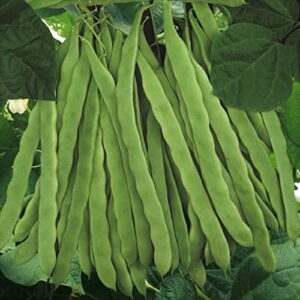david’s garden seeds bean pole romano qing bian 5217 (green) 50 non-gmo, heirloom seeds