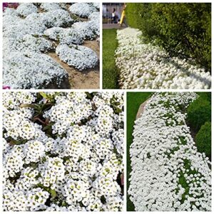 2000+ white creeping thyme seeds for planting thymus serpyllum – heirloom ground cover plants easy to plant and grow – open pollinated