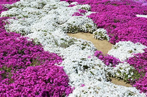 2000+ White Creeping Thyme Seeds for Planting Thymus Serpyllum - Heirloom Ground Cover Plants Easy to Plant and Grow - Open Pollinated
