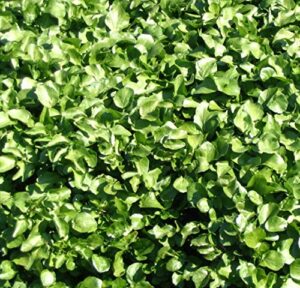 pepper cress seeds curled for garden herb or microgreens and sprouting h253 (400 seeds)