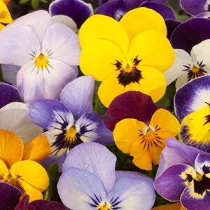 outsidepride pansy velvet mix indoor house plant or outdoor garden flower for beds, borders pots, & container – 2000 seeds