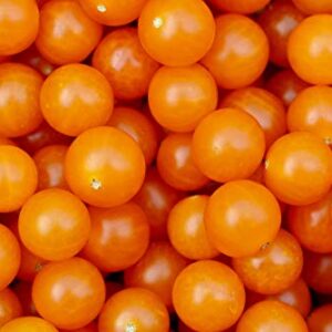 "Gold Nugget" Cherry Tomato Seeds for Planting, 25+ Heirloom Seeds Per Packet, (Isla's Garden Seeds), Non GMO Seeds, Botanical Name: Solanum lycopersicum 'Gold Nugget', Great Home Garden Gift