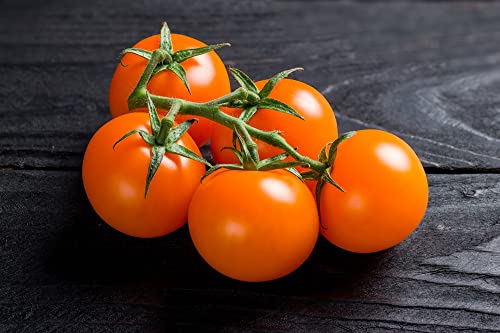 "Gold Nugget" Cherry Tomato Seeds for Planting, 25+ Heirloom Seeds Per Packet, (Isla's Garden Seeds), Non GMO Seeds, Botanical Name: Solanum lycopersicum 'Gold Nugget', Great Home Garden Gift