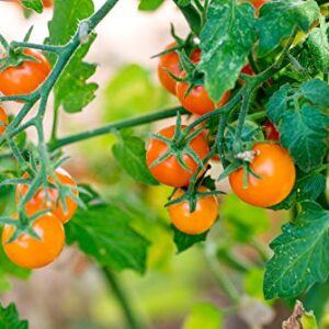 "Gold Nugget" Cherry Tomato Seeds for Planting, 25+ Heirloom Seeds Per Packet, (Isla's Garden Seeds), Non GMO Seeds, Botanical Name: Solanum lycopersicum 'Gold Nugget', Great Home Garden Gift