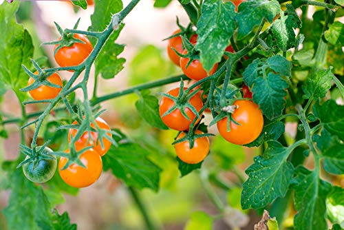 "Gold Nugget" Cherry Tomato Seeds for Planting, 25+ Heirloom Seeds Per Packet, (Isla's Garden Seeds), Non GMO Seeds, Botanical Name: Solanum lycopersicum 'Gold Nugget', Great Home Garden Gift