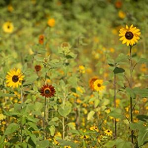 Gracias! 25 Sunflower Seed Packets for Planting - Helianthus Flower Seeds - Garden Seed to Grow Live Plants - A Beautiful Gift That Says Thank You in Spanish - Bentley Seed Co.