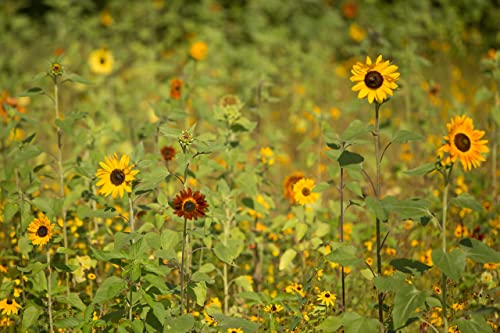 Gracias! 25 Sunflower Seed Packets for Planting - Helianthus Flower Seeds - Garden Seed to Grow Live Plants - A Beautiful Gift That Says Thank You in Spanish - Bentley Seed Co.