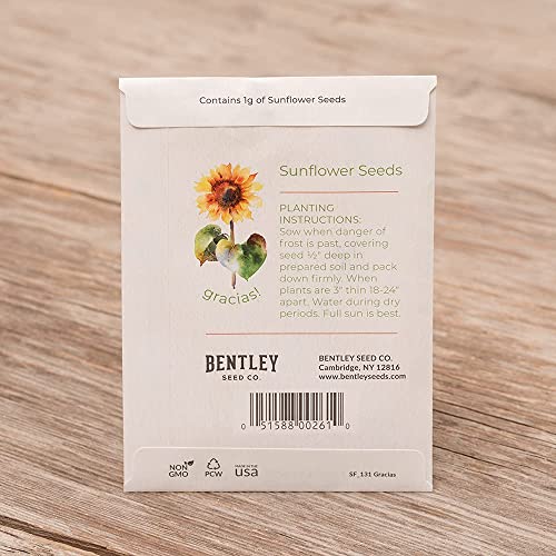 Gracias! 25 Sunflower Seed Packets for Planting - Helianthus Flower Seeds - Garden Seed to Grow Live Plants - A Beautiful Gift That Says Thank You in Spanish - Bentley Seed Co.