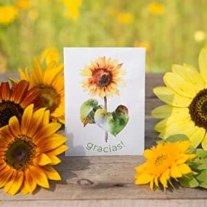 Gracias! 25 Sunflower Seed Packets for Planting - Helianthus Flower Seeds - Garden Seed to Grow Live Plants - A Beautiful Gift That Says Thank You in Spanish - Bentley Seed Co.