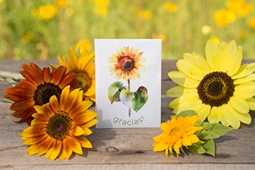 Gracias! 25 Sunflower Seed Packets for Planting - Helianthus Flower Seeds - Garden Seed to Grow Live Plants - A Beautiful Gift That Says Thank You in Spanish - Bentley Seed Co.