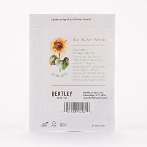 Gracias! 25 Sunflower Seed Packets for Planting - Helianthus Flower Seeds - Garden Seed to Grow Live Plants - A Beautiful Gift That Says Thank You in Spanish - Bentley Seed Co.