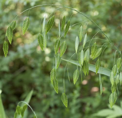 CHUXAY GARDEN 100 Seeds Chasmanthium Latifolium Seeds,Northern Sea Oats,North America Wild Oats,Upland Oats Shade Tolerant Ornamental Grass Landscaping Rocks Ground Cover