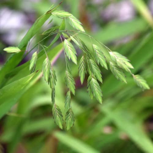 CHUXAY GARDEN 100 Seeds Chasmanthium Latifolium Seeds,Northern Sea Oats,North America Wild Oats,Upland Oats Shade Tolerant Ornamental Grass Landscaping Rocks Ground Cover