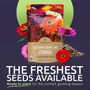 Bulk Zinnia Seeds - California Giants Mix - Bulk 1/4 Pound Bag Over 12,000 Flower Seeds - Mixed Colors and Large Blooms