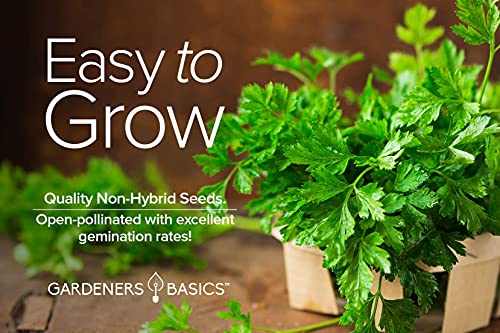 Parsley Seeds for Planting, Italian Flat Leaf is A Heirloom, Open-Pollinated, Non-GMO Herb Variety- Great for Indoor and Outdoor Gardening and Herbal Tea Gardens by Gardeners Basics