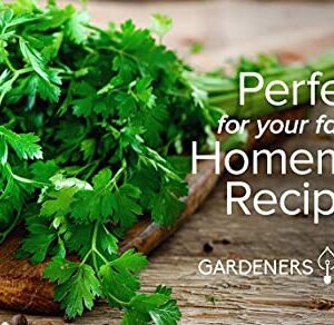 Parsley Seeds for Planting, Italian Flat Leaf is A Heirloom, Open-Pollinated, Non-GMO Herb Variety- Great for Indoor and Outdoor Gardening and Herbal Tea Gardens by Gardeners Basics