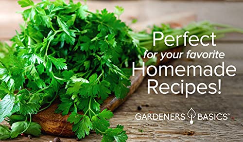 Parsley Seeds for Planting, Italian Flat Leaf is A Heirloom, Open-Pollinated, Non-GMO Herb Variety- Great for Indoor and Outdoor Gardening and Herbal Tea Gardens by Gardeners Basics