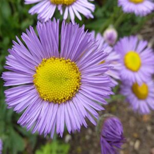 outsidepride erigeron azure fairy, showy daisy, aspen fleabane garden cut flowers – 1000 seeds