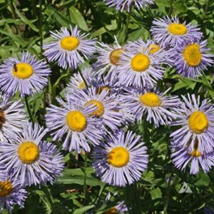 Outsidepride Erigeron Azure Fairy, Showy Daisy, Aspen Fleabane Garden Cut Flowers - 1000 Seeds