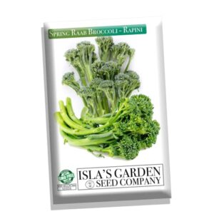 spring raab rapini broccoli seeds, 300 seeds per packet, non gmo seeds, botanical name: brassica oleracea, isla’s garden seeds