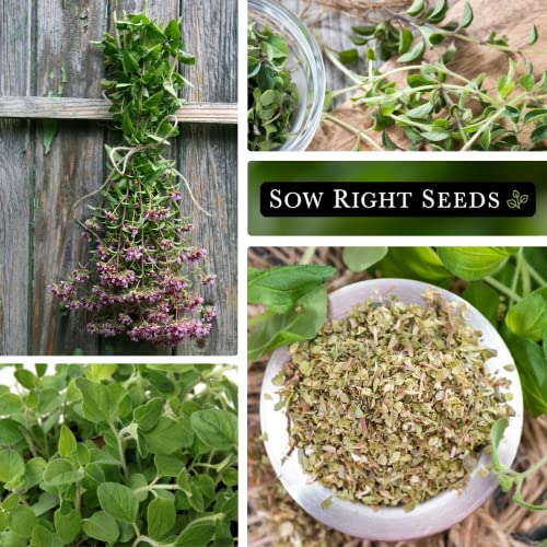 Sow Right Seeds - Oregano Seed for Planting; Non-GMO Heirloom; Instructions to Plant and Grow a Kitchen Herb Garden, Indoor or Outdoor; Great Gardening Gift (1)