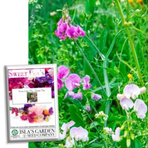 "Knee High Mix" Sweet Pea Flower Seeds for Planting "Knee High Mix", 25+ Seeds Per Packet, (Isla's Garden Seeds), Non GMO & Heirloom Seeds, Botanical Name: Lathyrus odoratus, Great Home Garden Gift