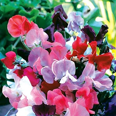 "Knee High Mix" Sweet Pea Flower Seeds for Planting "Knee High Mix", 25+ Seeds Per Packet, (Isla's Garden Seeds), Non GMO & Heirloom Seeds, Botanical Name: Lathyrus odoratus, Great Home Garden Gift