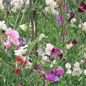 "Knee High Mix" Sweet Pea Flower Seeds for Planting "Knee High Mix", 25+ Seeds Per Packet, (Isla's Garden Seeds), Non GMO & Heirloom Seeds, Botanical Name: Lathyrus odoratus, Great Home Garden Gift
