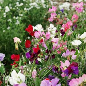 "Knee High Mix" Sweet Pea Flower Seeds for Planting "Knee High Mix", 25+ Seeds Per Packet, (Isla's Garden Seeds), Non GMO & Heirloom Seeds, Botanical Name: Lathyrus odoratus, Great Home Garden Gift