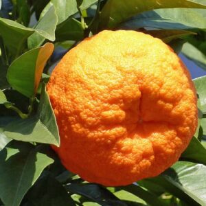 CHUXAY GARDEN 5 Seeds Bitter Orange,Seville Orange,Bigarade Orange,Marmalade Orange Bitter Fruit Hybrid Orange Tree Gardening Gifts Easy Grow Hardy