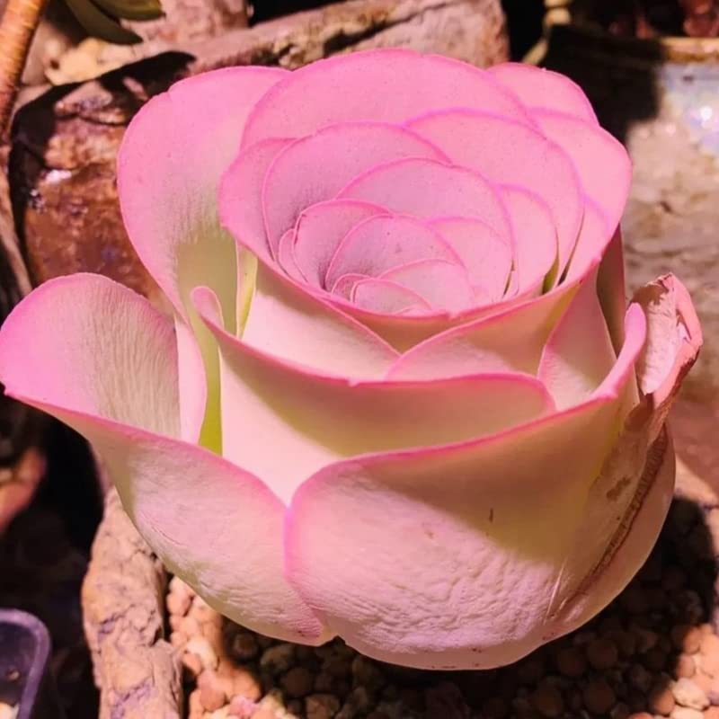 Pink Mountain Rose Rare Succulent Rose Bareroot Perennial Garden Simple to Grow Pots Gifts