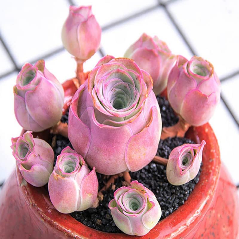 Pink Mountain Rose Rare Succulent Rose Bareroot Perennial Garden Simple to Grow Pots Gifts