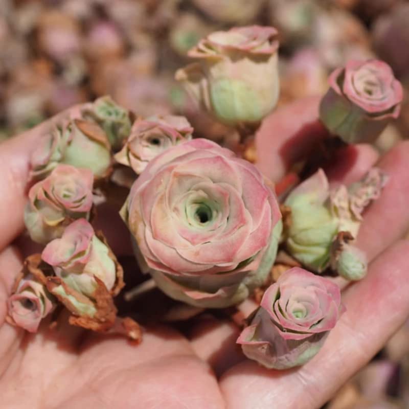 Pink Mountain Rose Rare Succulent Rose Bareroot Perennial Garden Simple to Grow Pots Gifts