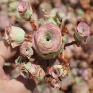 Pink Mountain Rose Rare Succulent Rose Bareroot Perennial Garden Simple to Grow Pots Gifts