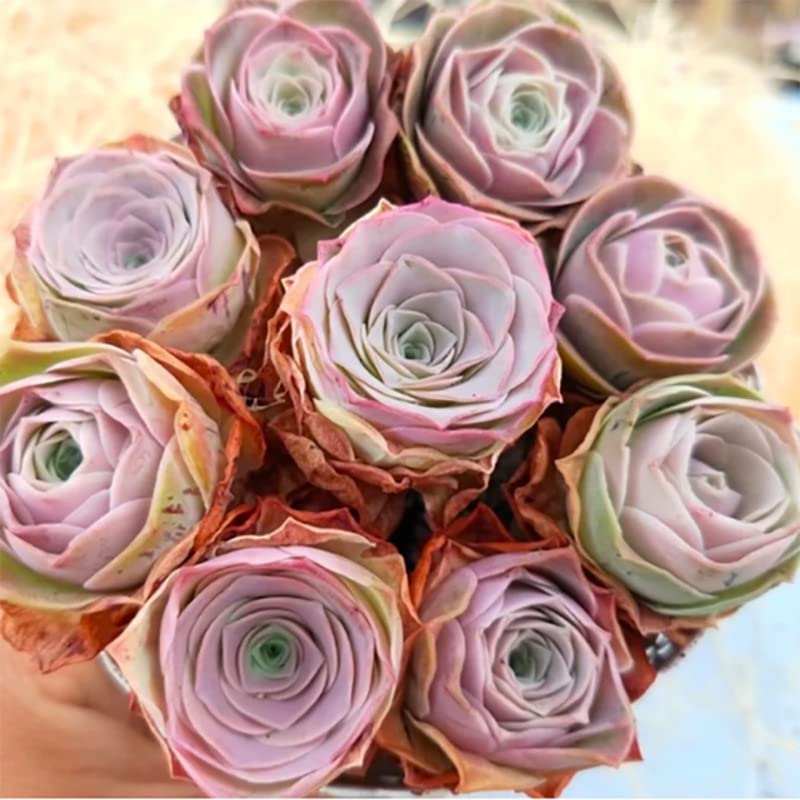 Pink Mountain Rose Rare Succulent Rose Bareroot Perennial Garden Simple to Grow Pots Gifts