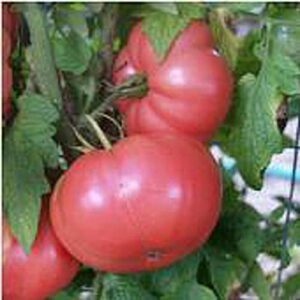german pink tomato seeds (20+ seeds) | non gmo | vegetable fruit herb flower seeds for planting | home garden greenhouse pack