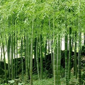 chuxay garden 60 seeds phyllostachys edulis,moso bamboo,tortoise-shell bamboo,edible bamboo,phyllostachys pubescens, running bamboo hardy privacy screen plant best organic bonsai