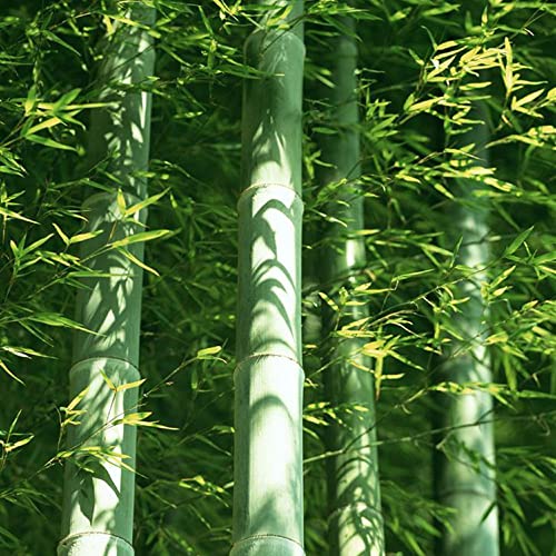 CHUXAY GARDEN 60 Seeds Phyllostachys Edulis,Moso Bamboo,Tortoise-Shell Bamboo,Edible Bamboo,Phyllostachys Pubescens, Running Bamboo Hardy Privacy Screen Plant Best Organic Bonsai