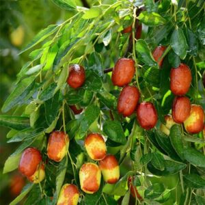 CHUXAY GARDEN Ziziphus Mauritiana-Indian Jujube,Indian Plum,Chinese Date,Chinese Apple Dunks 10 Seeds Tropical Fruit Tree Gardening Gifts Survival Gear Fruit Seeds Low-Maintenance