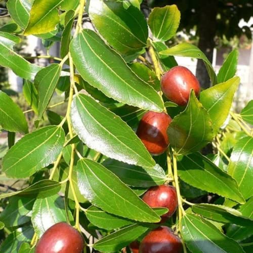 CHUXAY GARDEN Ziziphus Mauritiana-Indian Jujube,Indian Plum,Chinese Date,Chinese Apple Dunks 10 Seeds Tropical Fruit Tree Gardening Gifts Survival Gear Fruit Seeds Low-Maintenance