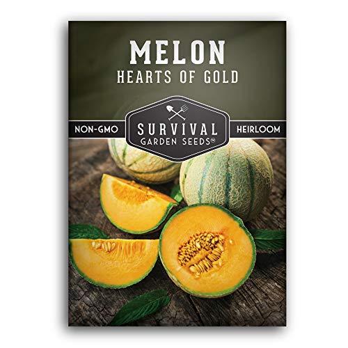 Survival Garden Seeds - Hearts of Gold Melon Seed for Planting - Packet with Instructions to Plant and Grow Sugar Sweet Cantaloupe Fruit in Your Home Vegetable Garden - Non-GMO Heirloom Variety