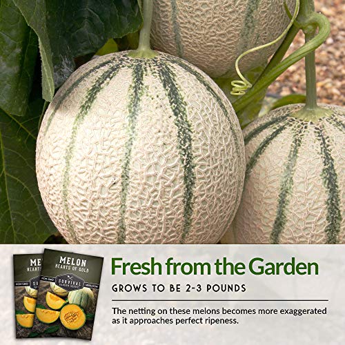 Survival Garden Seeds - Hearts of Gold Melon Seed for Planting - Packet with Instructions to Plant and Grow Sugar Sweet Cantaloupe Fruit in Your Home Vegetable Garden - Non-GMO Heirloom Variety