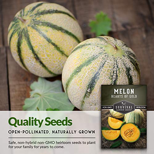 Survival Garden Seeds - Hearts of Gold Melon Seed for Planting - Packet with Instructions to Plant and Grow Sugar Sweet Cantaloupe Fruit in Your Home Vegetable Garden - Non-GMO Heirloom Variety