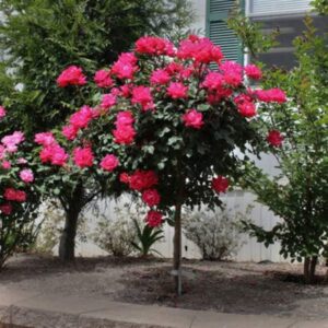 2 red rose of sharon althea hibiscus syriacus plants 1 to 2 ft height for planting ornaments perennial garden simple to grow pots gifts