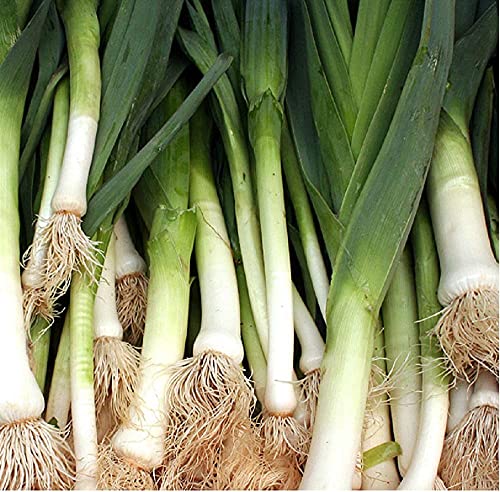 David's Garden Seeds Leek King Richard (Green) 200 Non-GMO, Open Pollinated Seeds