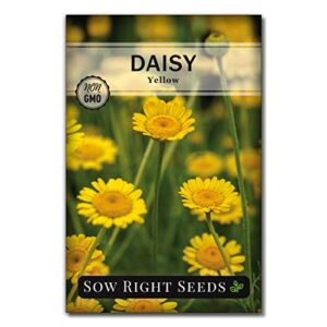 sow right seeds – yellow daisy flower seeds for planting, beautiful flowers to plant in your garden; non-gmo heirloom seeds; wonderful gardening gifts (1)