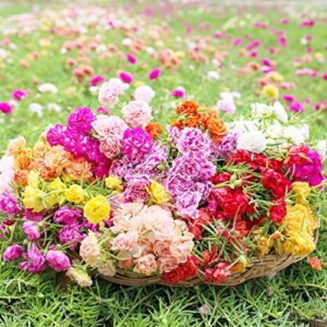 moss rose seeds portulaca grandiflora seeds showy drought tolerant beds boreder edging ground covers patio containers rock garden 500pcs annual flower seeds by yegaol garden