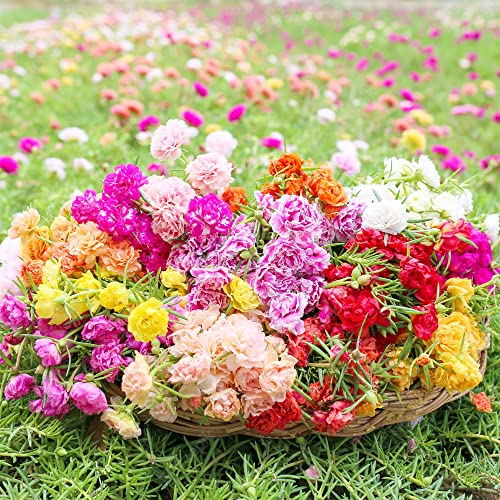 Moss Rose Seeds Portulaca Grandiflora Seeds Showy Drought Tolerant Beds Boreder Edging Ground Covers Patio Containers Rock Garden 500Pcs Annual Flower Seeds by YEGAOL Garden